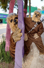 Chewbacca